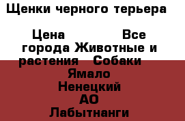 Щенки черного терьера › Цена ­ 35 000 - Все города Животные и растения » Собаки   . Ямало-Ненецкий АО,Лабытнанги г.